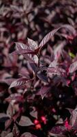 Natur lila Blumen und Blatt foto