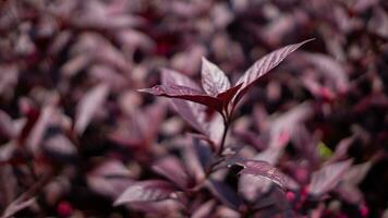 Natur lila Blumen und Blatt foto