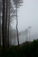 Bäume im das nebelig Wald. Herbst Landschaft foto