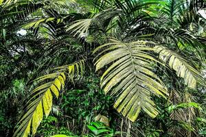 tropische Palme foto