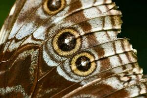 ein schließen oben von ein Schmetterling mit braun und Weiß Markierungen foto