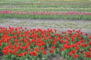 Textur eines Feldes von mehrfarbigen blühenden Tulpen foto