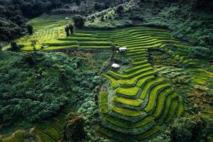 grüne Reisfelder in der Regenzeit von oben oben