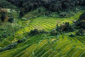 grüne Reisfelder in der Regenzeit von oben oben