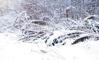 Winter Landschaft im das Wald. Bäume und Gras im das Schnee. selektiv Fokus. foto