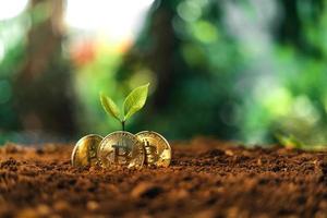 Bitcoin-Wachstum, Bitcoin-Münzen auf dem Boden und Blätter wachsen. foto
