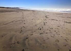 Hund Spuren auf Ozean Strand, san Francisco foto
