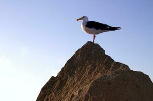 das coolste Möwe im Morro Bucht foto