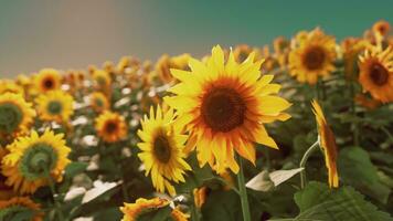 ein beschwingt Feld von Sonnenblumen unter ein hell Blau Himmel foto