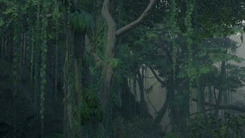 Szene, die direkt in einen dichten tropischen Regenwald blickt foto