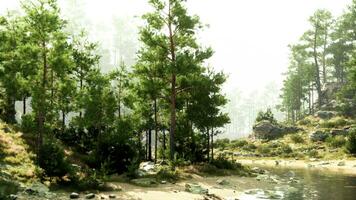 ein heiter Wald Landschaft mit Felsen und Bäume foto
