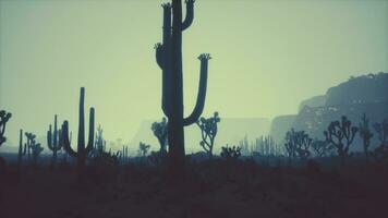 Blick auf den Sonnenuntergang über der Wüste von Arizona mit Saguaro-Kakteen und Bergen foto