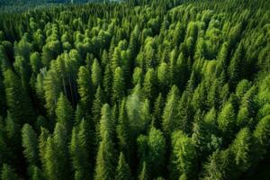 ai generiert Antenne Aussicht von Nadelbaum Wald im Sommer. oben Sicht, Antenne Aussicht von Grün Sommer- Wald mit Fichte und Kiefer Bäume im Finnland, ai generiert foto