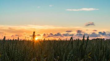 schöner sonnenuntergang über dem feld blagoveshenskaya, russland foto