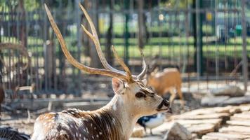 ein wunderschöner gefleckter chitalhirsch in einem park yarkon tel aviv, israel foto