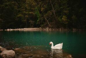 Weiß schön einer Gänse auf ein See im Truthahn, reisen, Natur Hintergrund foto