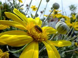 ein Insekt auf ein Gelb Gänseblümchen mit verschwommen Grün Hintergrund. natürlich Blume Hintergrund, schließen oben von golden Gänseblümchen Blume Hintergrund. foto