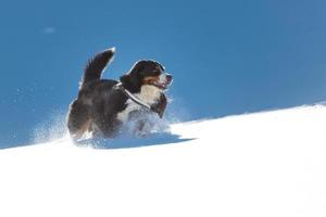 Berner Sennenhund spielt im Schnee
