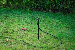 Wassersprinkler im Garten foto