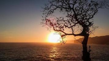 wunderschöne Sonnenuntergänge mit Meer und einem Baum foto