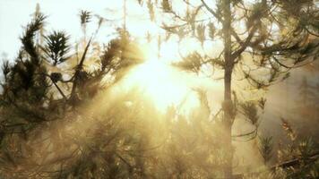 Sonnenuntergang oder Dämmerung im ein Kiefer Wald im Frühling oder früh Sommer- foto