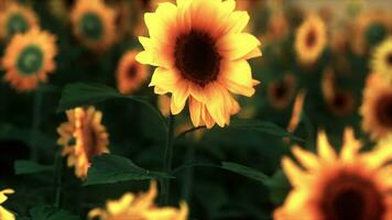 Feld mit gelben Sonnenblumen bei Sonnenuntergang im Sommer. foto