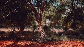 Wandern Weg durch das Busch beim Western Australien foto