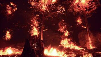 heftig Flammen von ein fest Wald Feuer foto