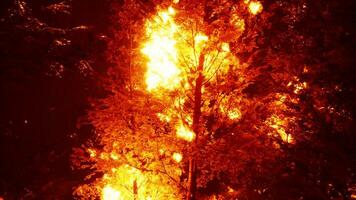 heftig Flammen von ein fest Wald Feuer foto