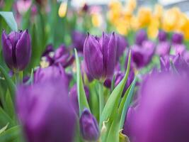 schließen oben lila Tulpe im das Garten foto