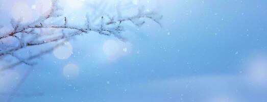 Winter Hintergrund mit schneebedeckt und vereist Geäst von Bäume auf schneebedeckt Blau Himmel Hintergrund. Weihnachten und Winter Konzept. foto
