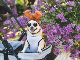 glücklich braun kurz Haar Chihuahua Hund tragen Sonnenbrille und Rentier Horn Hut, Stehen im Haustier Kinderwagen, lächelnd und suchen beim Kamera, draussen, lila Blumen Hintergrund. Weihnachten Konzept. foto
