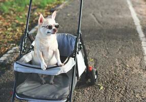 glücklich braun kurz Haar Chihuahua Hund tragen Sonnenbrille, Stehen im Haustier Kinderwagen im das Park, suchen seitwärts neugierig. foto