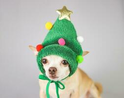 braun kurz Haar Chihuahua Hund, tragen Grün Weihnachten Baum Hut Kostüm Sitzung auf grau Hintergrund und suchen beim Kamera, isoliert. foto