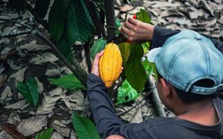 Kakao Farmer verwenden Beschneidung Schere zu Schnitt das Kakao Schoten oder Obst reif Gelb Kakao von das Kakao Baum. Ernte das landwirtschaftlich Kakao Geschäft produziert. foto