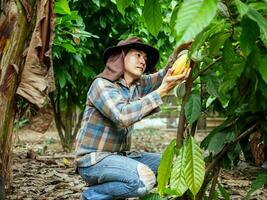 Kakao Farmer verwenden Beschneidung Schere zu Schnitt das Kakao Schoten oder Obst reif Gelb Kakao von das Kakao Baum. Ernte das landwirtschaftlich Kakao Geschäft produziert. foto