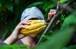 nahaufnahmehände eines kakaobauern verwenden beschneidungsscheren, um die kakaoschoten oder den fruchtreifen gelben kakao vom kakaobaum zu schneiden. ernten, was das landwirtschaftliche Kakaogeschäft produziert. foto