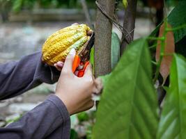 nahaufnahmehände eines kakaobauern verwenden beschneidungsscheren, um die kakaoschoten oder den fruchtreifen gelben kakao vom kakaobaum zu schneiden. ernten, was das landwirtschaftliche Kakaogeschäft produziert. foto