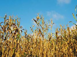 Mais Feld während Ernte und Blau Himmel, trocken Mais Felder bereit zum Ernte foto