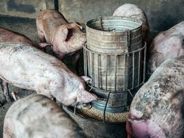 schmutzig Schweine auf das Bauernhof sind Essen Essen.Schweine Essen Schwein Schwein Futter im ein Bauernhof foto