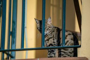 Tabby Katze suchen von das Balkon, Sonnenbaden. foto