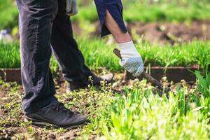 alt Mann entwurzelt Hacke Unkraut im seine Garten foto