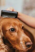 ein wenig Mädchen zu Pflege zum das Hund und Kämmen Haar foto