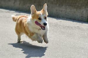 Hund Rassen Corgi läuft aus auf ein gehen foto