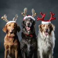 ai generiert süß Hund heiser Wolf Hündchen mit Weihnachten Geschenk Kisten Konzept Foto Poster fröhlich Geschenk rot Neu Jahr