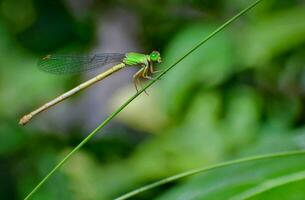 schön Libellen im Natur, Natur Bilder, Schönheit im Natur, Frische, Fotografie foto