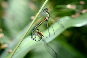 schön Libellen im Natur, Natur Bilder, Schönheit im Natur, Frische, Fotografie foto