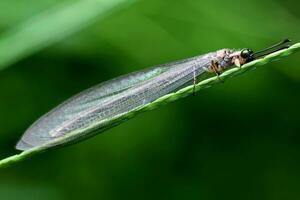 schön Libellen im Natur, Natur Bilder, Schönheit im Natur, Frische, Fotografie foto