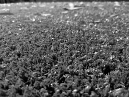 schwarz und Weiß Gras Hintergrund schließen Sicht, Graustufen Gras Foto