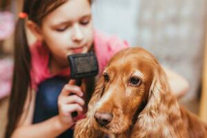 ein wenig Mädchen zu Pflege zum das Hund und Kämmen Haar foto